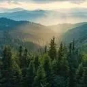 Logo Roots of Light - Coaching AND Retreats