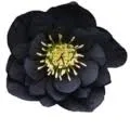 Logo Gezond zonder Gedoe