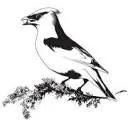 Logo van Juniper Bird Gin