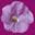 Logo Flower and Shower
