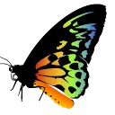 Logo Yogapraktijk De Vlinder