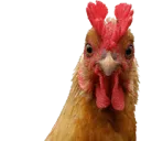 Logo Poeliersbedrijf van Hemert