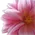Logo Bloei! Kleur in persoonlijke ontwikkeling