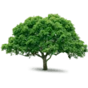 Logo Damink tuin en landschap
