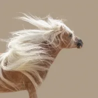 Logo van Nannie van Berkel - Pegasus Art AND Fotografie