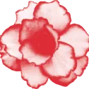 Logo A.F. Kolken AND Zn