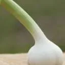 Logo Biesheuvel Knoflook BV