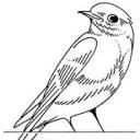 Logo Bluebirds Amsterdam
