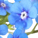 Logo Uitvaartverzorging Myosotis
