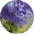 Logo Voertaal Studio