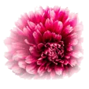 Logo Bloemenhof Heemstede