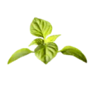 Logo Seed2Feed