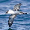Logo Shearwaters