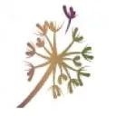 Logo J Stout Uitvaartverzorging