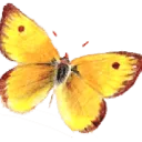 Logo Praktijk Eigentijdsde Kinderen