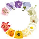 Logo Eleven Floawers Foundation