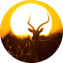 Logo Sundowner Photo Tours