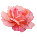 Logo Rianne Fotografeert