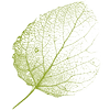 Logo Gezond AND Groen