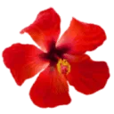 Logo B AND B Hibiscus Beach House