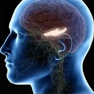 Logo PVGM Brainiac
