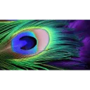 Logo Centrum Veerkracht