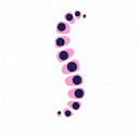 Logo iPSpine